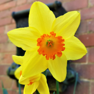 Daffodil Red Devon